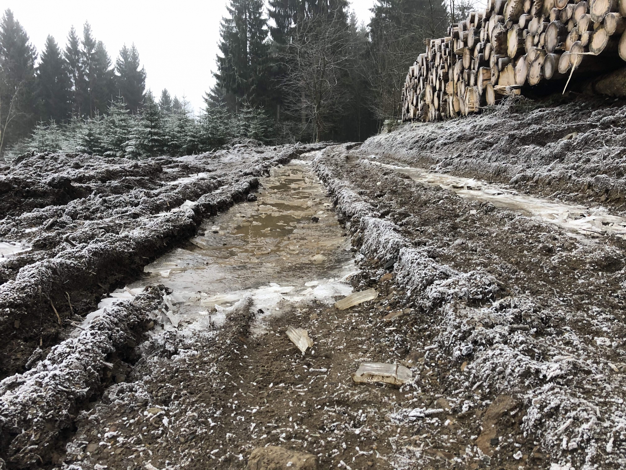 nach Holzfällung und Abfuhr