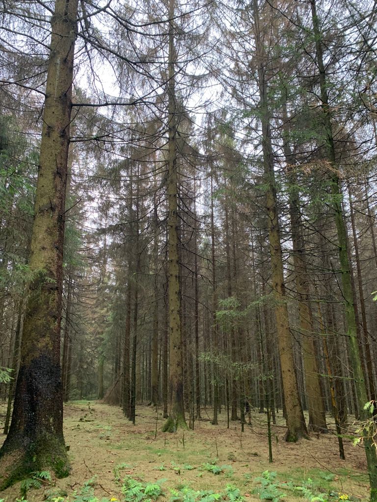 Dreiherrenstein